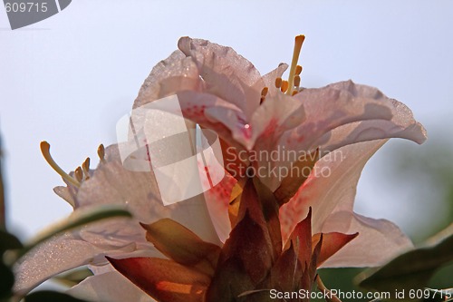 Image of Rhododendron