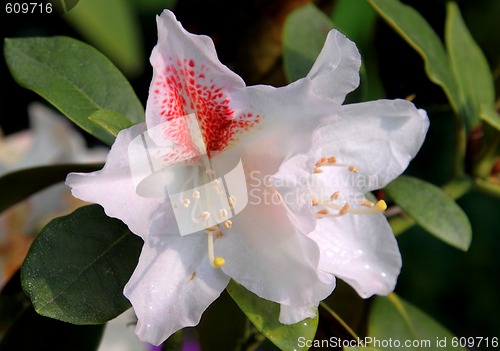 Image of Rhododendron