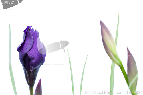 Image of Isolated Iris Flower