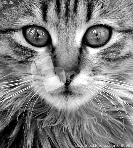 Image of cat close-up