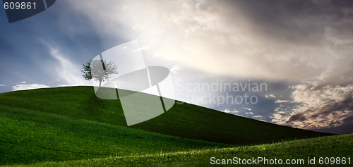 Image of Lonely tree on green filed,  blue sky and white clouds