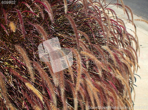 Image of Fountain Grass