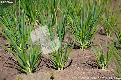 Image of Onions