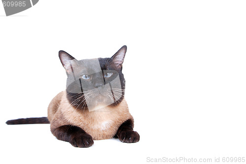 Image of Siamese cat 