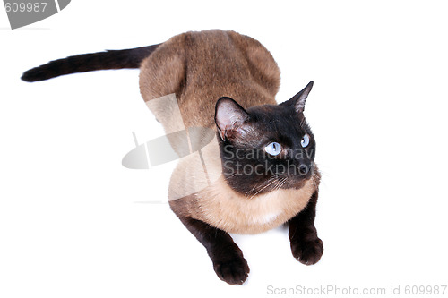 Image of Siamese cat 