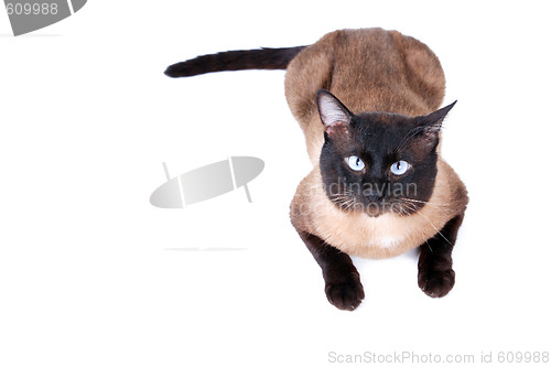 Image of Siamese cat 