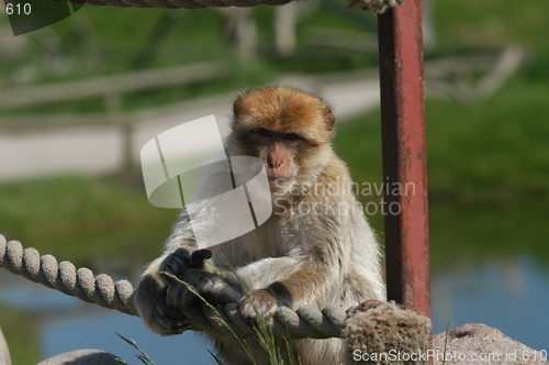 Image of Monkey on Bridge