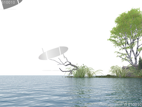Image of birch