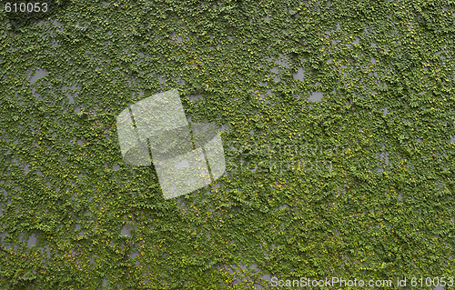 Image of Climbing plants