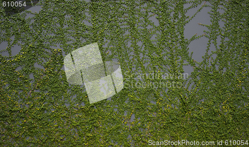 Image of Climbing plants