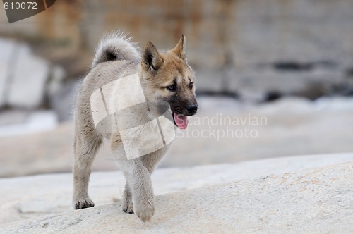 Image of Young sled dog