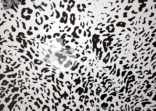 Image of snow leopard