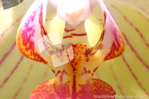 Image of Orchid-extreem closeup