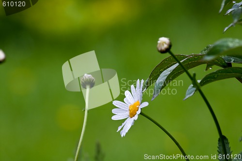 Image of daisies