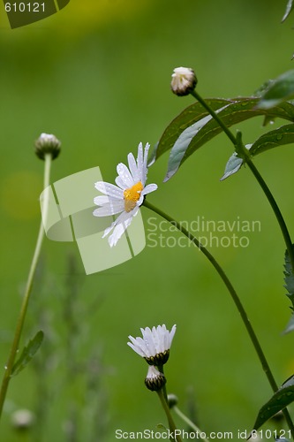 Image of daisies