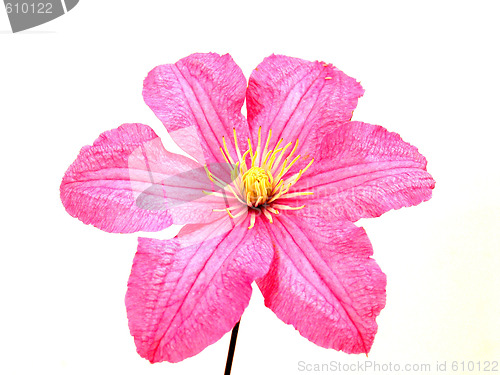 Image of clematis