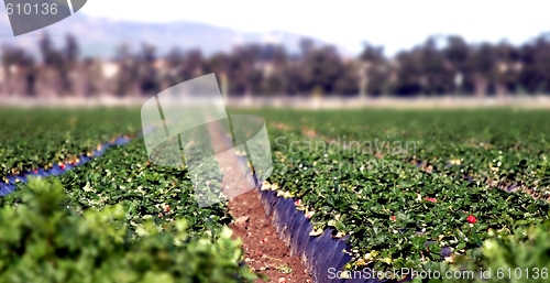 Image of Strawberry Field