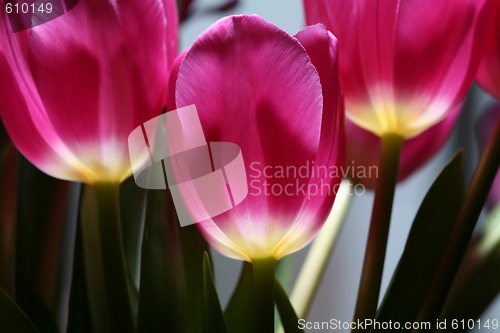 Image of luminous tulips