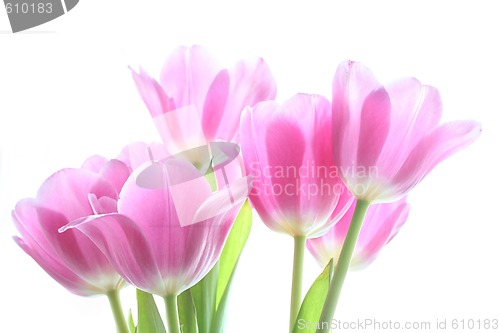 Image of tenderly pink tulips