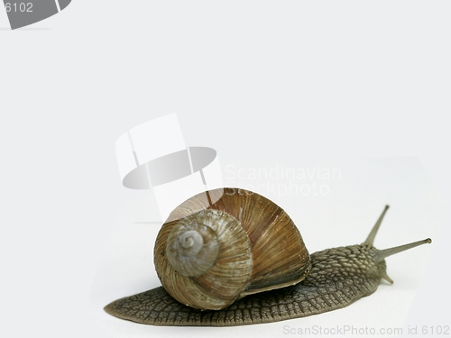 Image of snail on white background-room for text