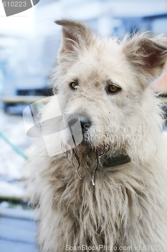 Image of stray dog, soft focus