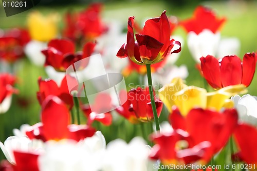Image of blossom of the tulips