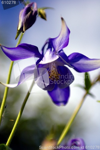 Image of flowers