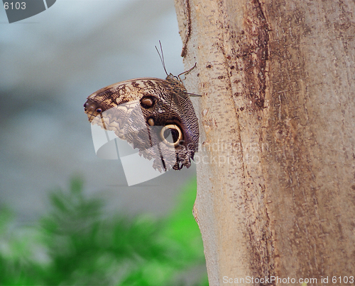 Image of butterfly on tree