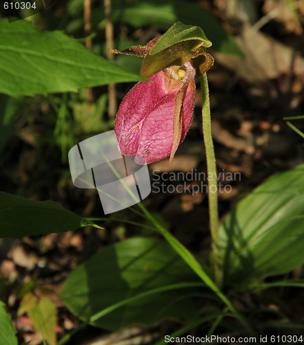 Image of Pink Ladyslipper Or Indian Moccasin Flower