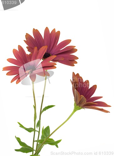 Image of Osteospermum