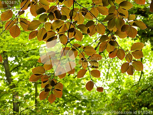 Image of Copper Beech