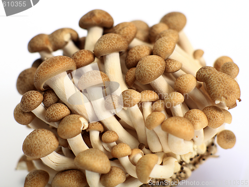 Image of Brown beech mushrooms