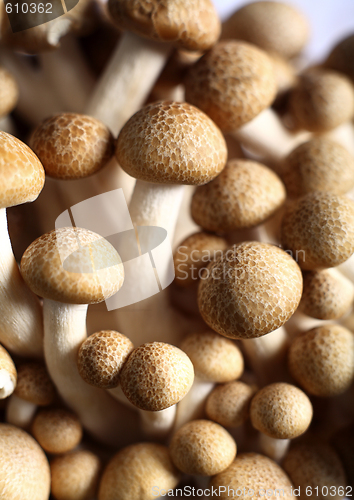 Image of Brown beech mushroom macro