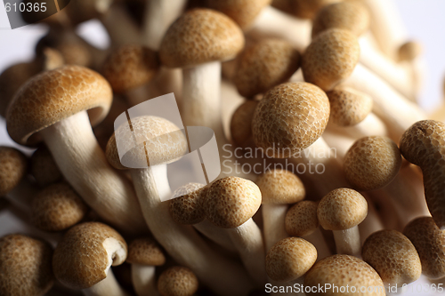 Image of Asian brown beech mushrooms close-up