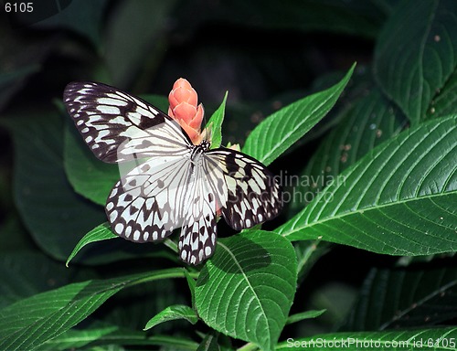 Image of butterfly black and white on flower