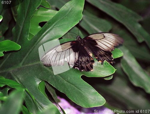 Image of butterfly on flower