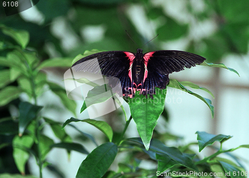 Image of butterfly black and red