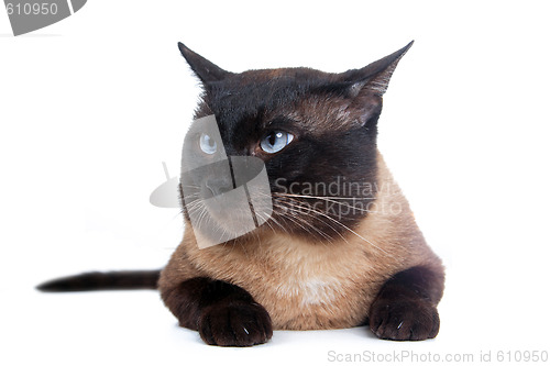 Image of Siamese cat 