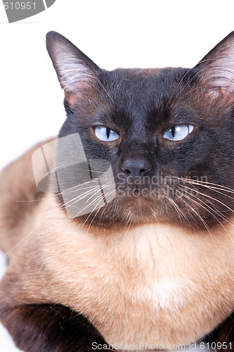 Image of Siamese cat 