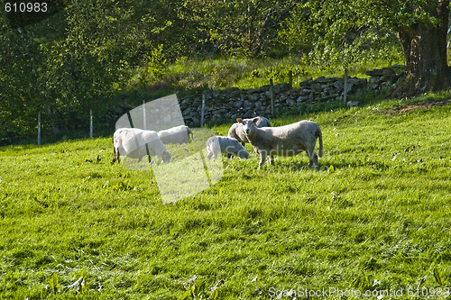 Image of Sheeps on greenfield