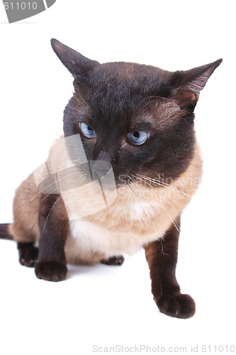 Image of Siamese cat 