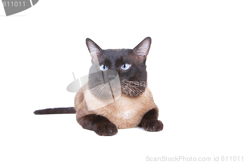 Image of Siamese cat 