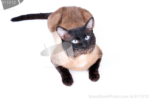 Image of Siamese cat 