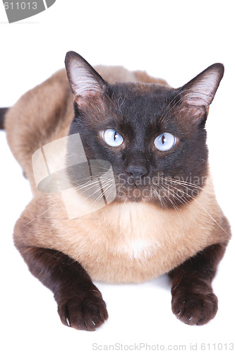 Image of Siamese cat 