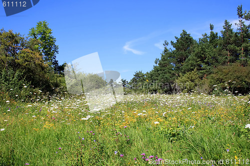 Image of Flower Field