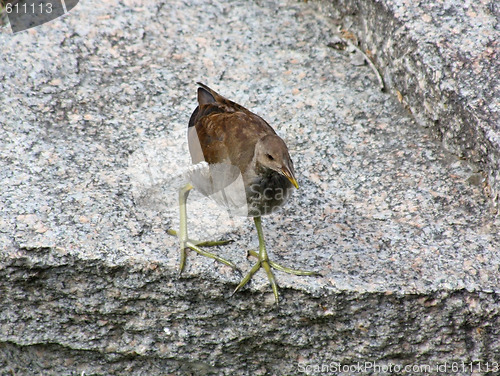 Image of Little Bird