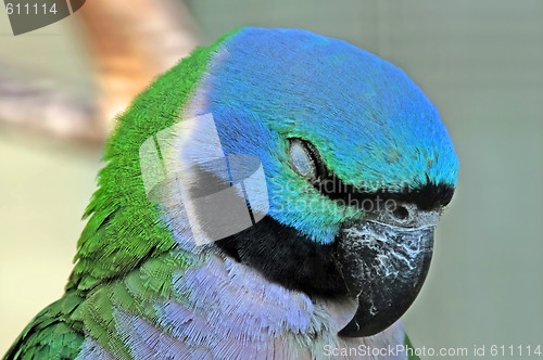 Image of Sleeping Parrot