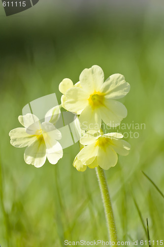 Image of Cowslip