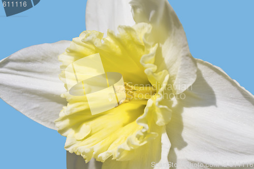 Image of White Daffodil