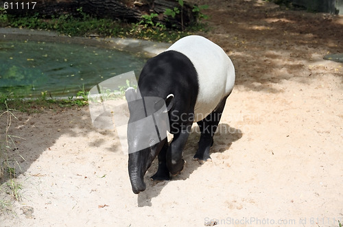 Image of Malayan Tapir